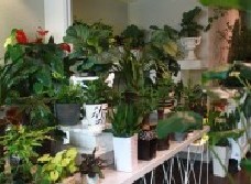 民生银行信用卡享杭州市新紫竹花艺(开元店)8.8折优惠,卡宝宝网