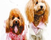 民生银行信用卡享杭州市松子宠物9.5折优惠,卡宝宝网