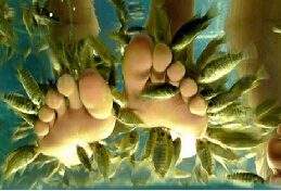 刷中信银行信用卡享呼和浩特市渔医生鱼疗馆（贝尔路店）5折优惠,卡宝宝网